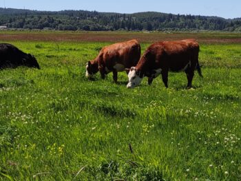 Grass Grazing Late Spring